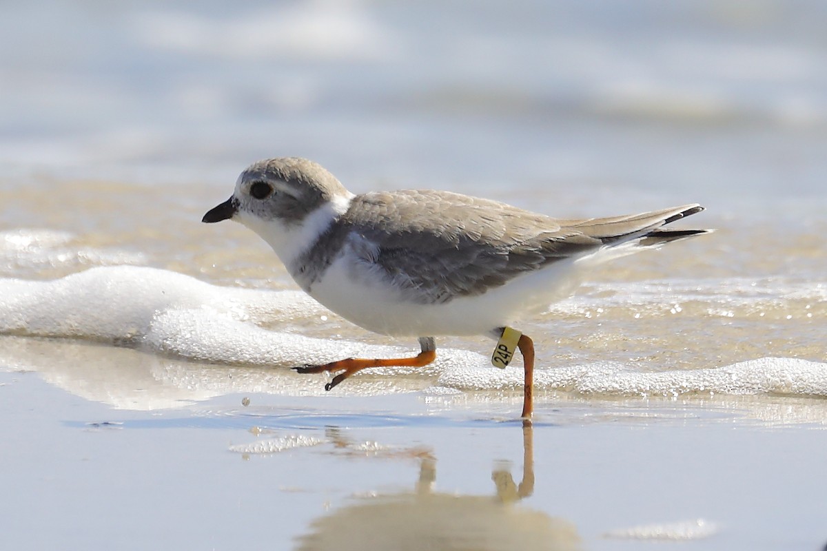 Piping Plover - ML644013025
