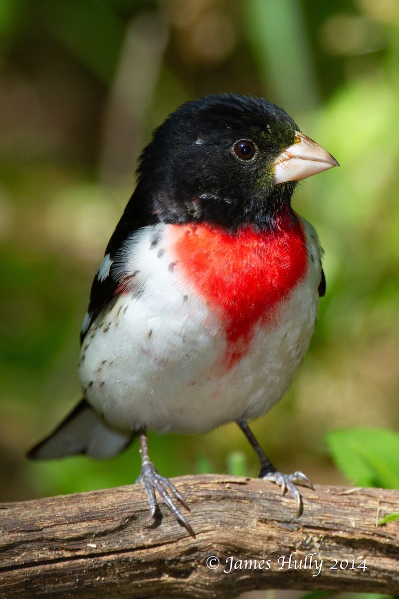 Rose-breasted Grosbeak - ML644013027