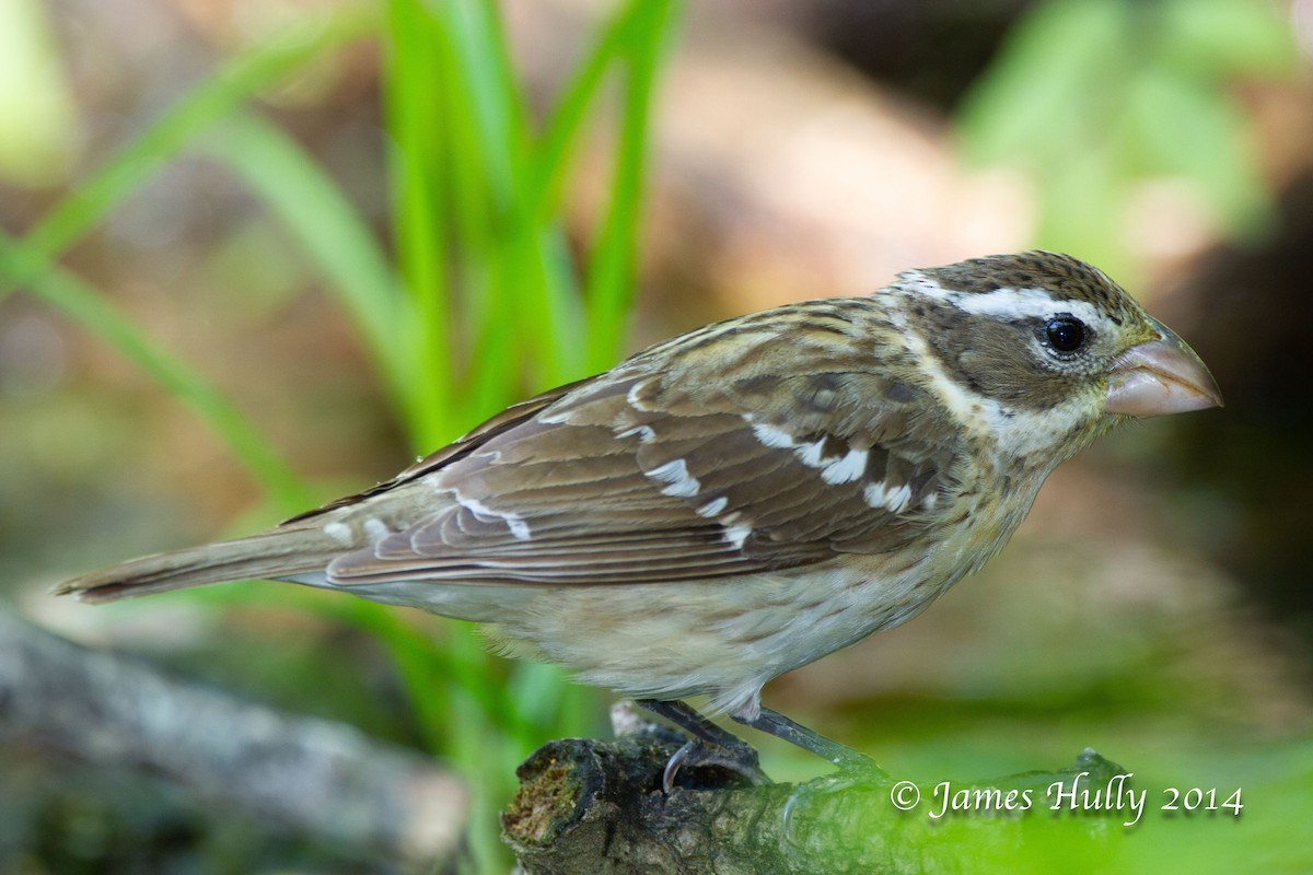 Rose-breasted Grosbeak - ML644013028