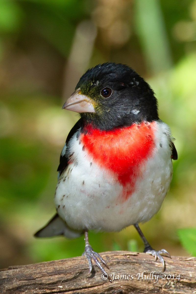 Rose-breasted Grosbeak - ML644013030