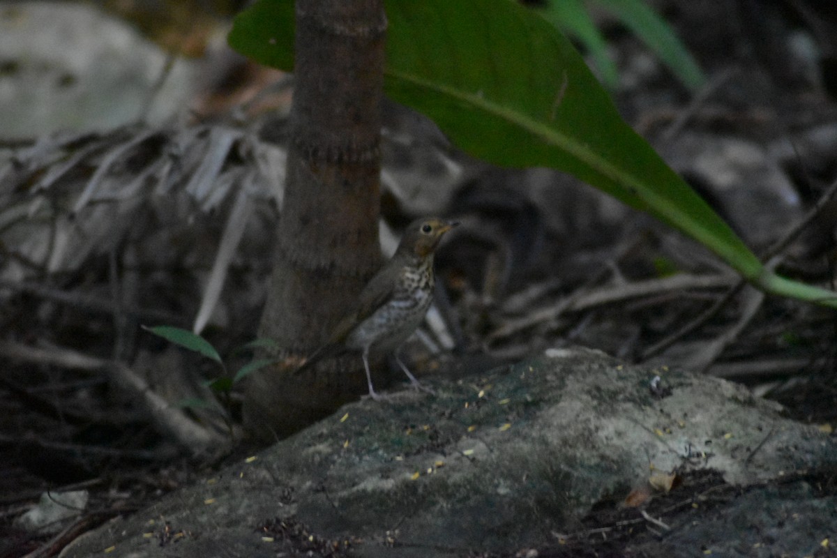 Swainson's Thrush - ML644013032