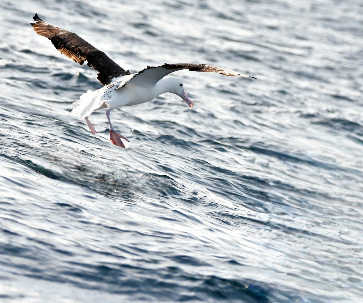 Northern Royal Albatross - ML644013034