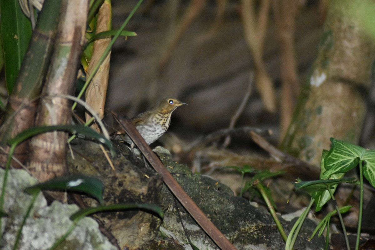 Swainson's Thrush - ML644013036