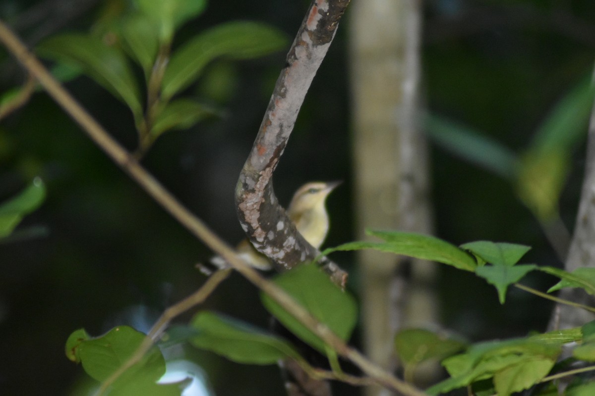 Swainson's Warbler - ML644013048