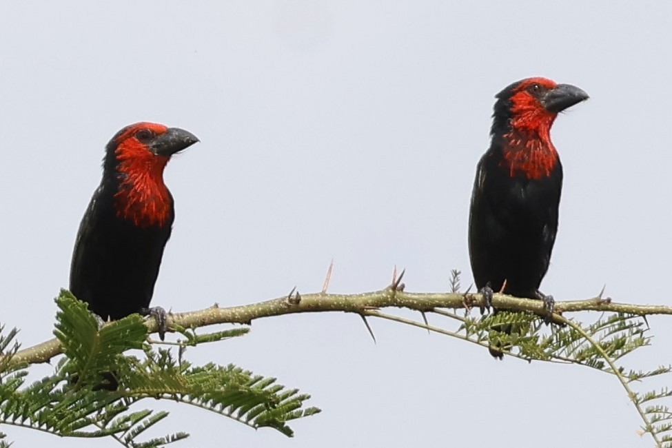 Черноклювая либия - ML644013050