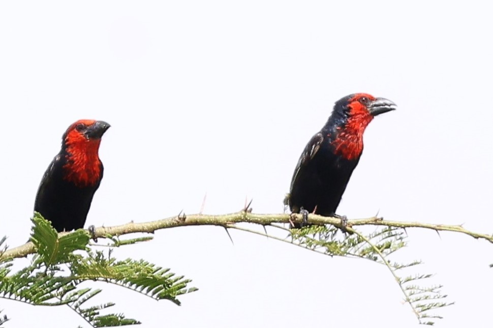 Черноклювая либия - ML644013051