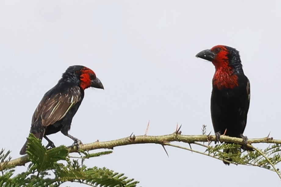 Черноклювая либия - ML644013052