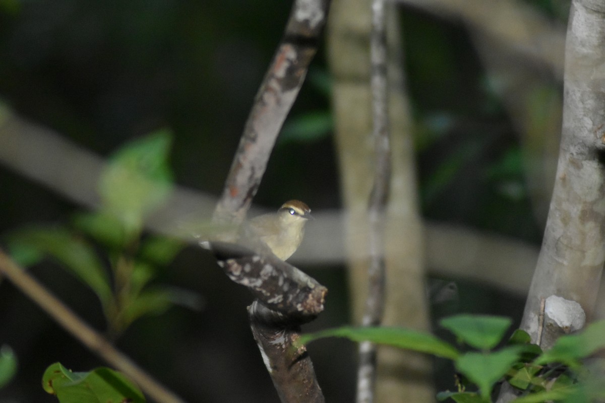 Swainson's Warbler - ML644013053