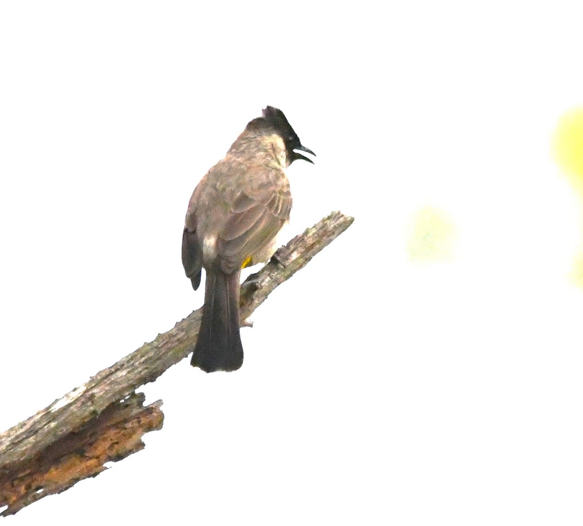Sooty-headed Bulbul - ML644013055