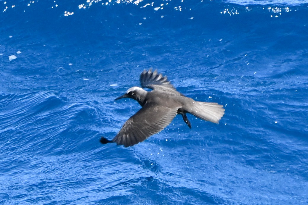 ヒメクロアジサシ - ML644013065