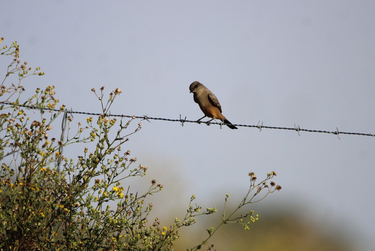 Say's Phoebe - ML644013068