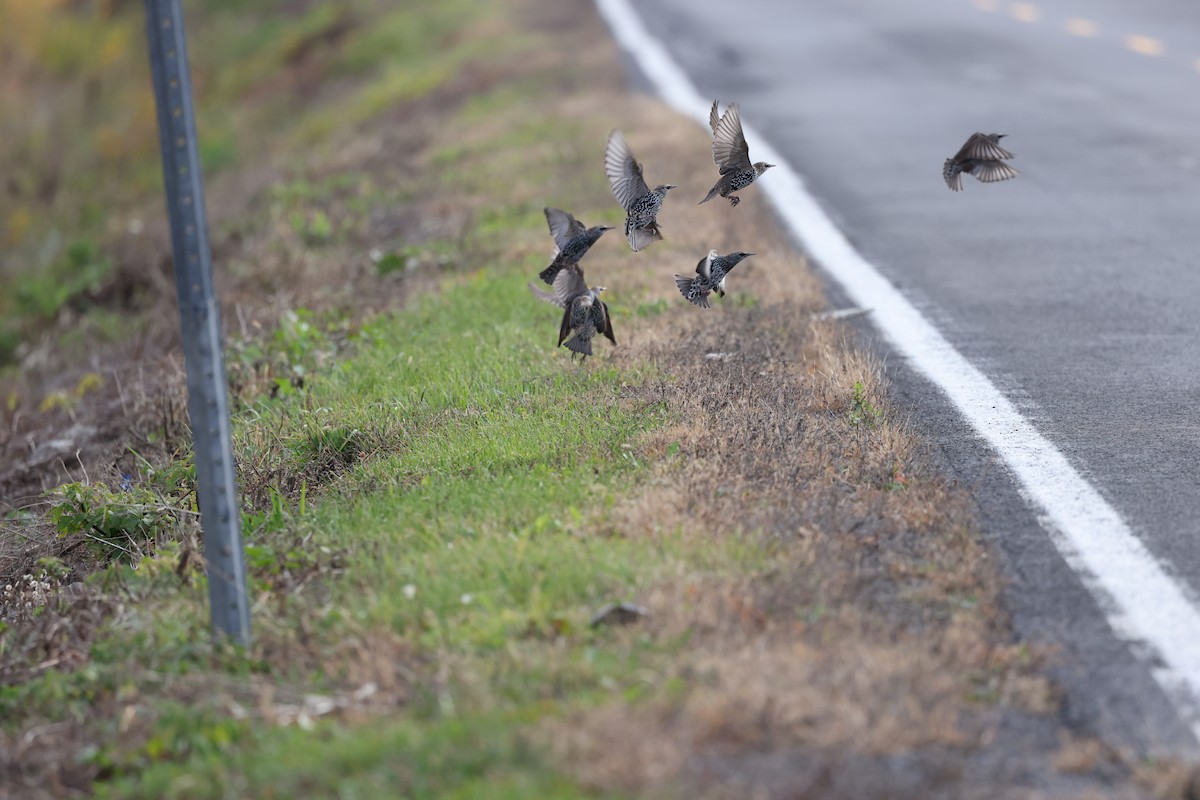 European Starling - ML644013072