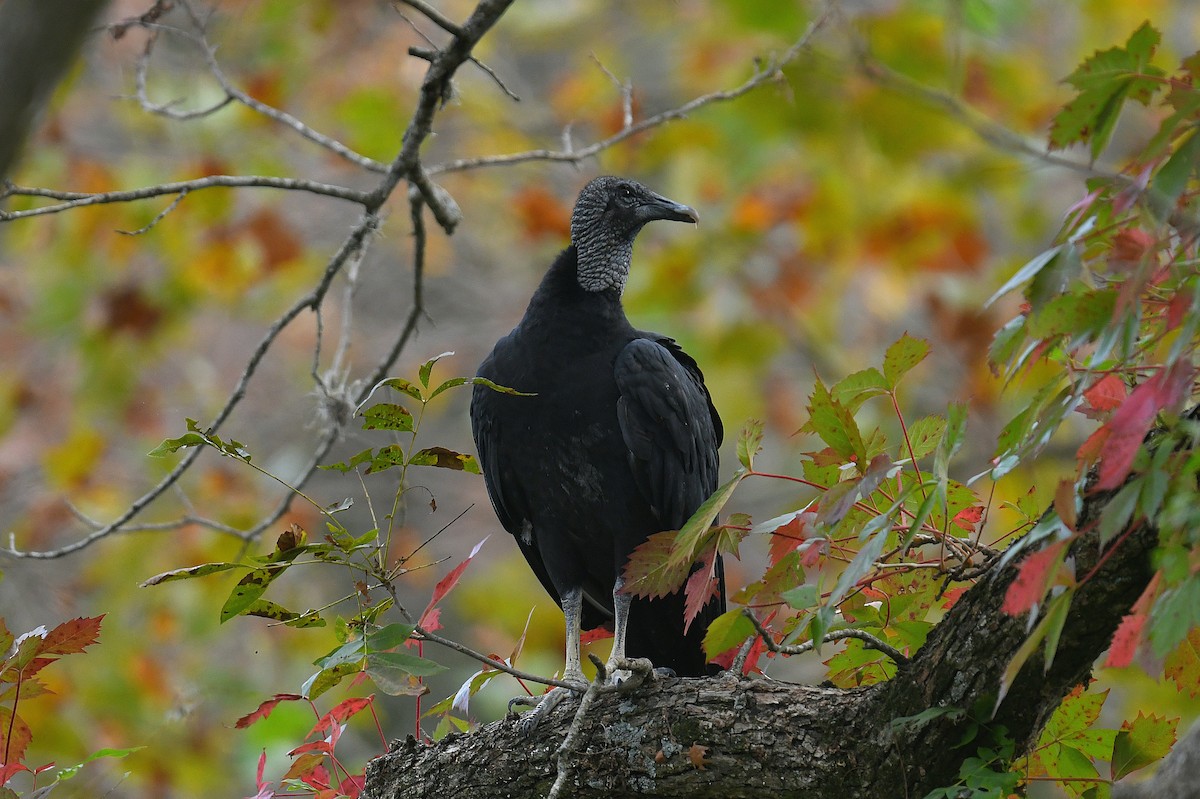Black Vulture - ML644013073