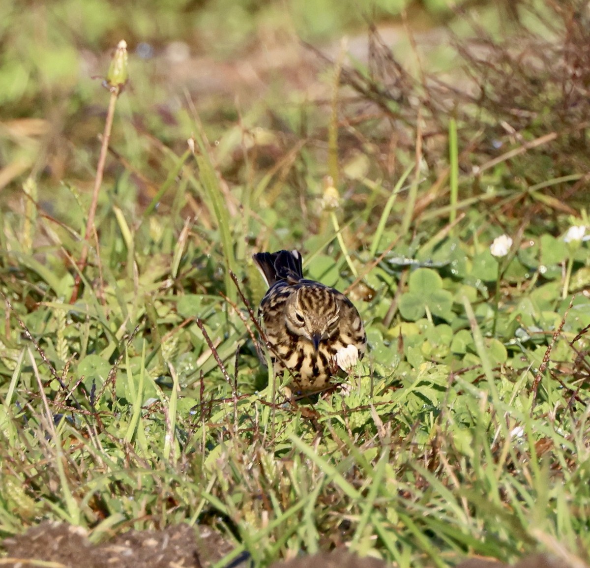 Red-throated Pipit - Carolyn Thiele