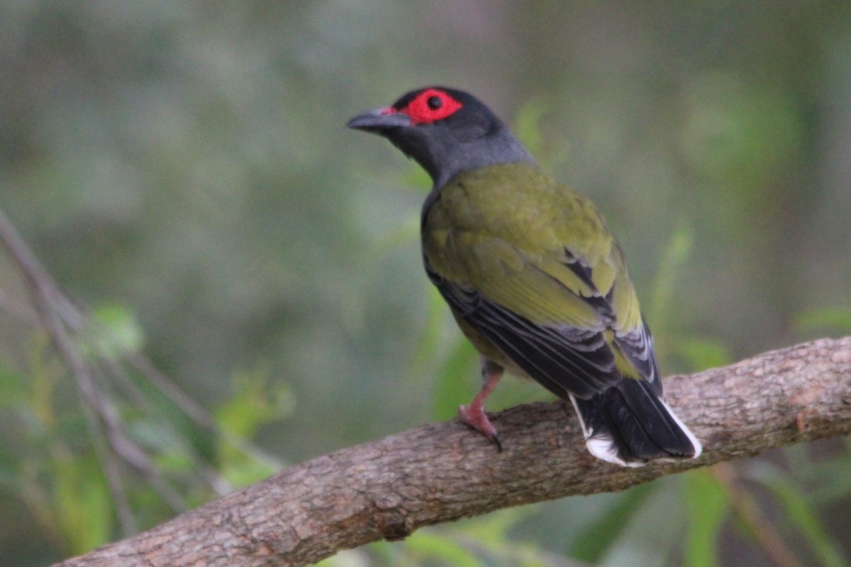Australasian Figbird - ML644013120