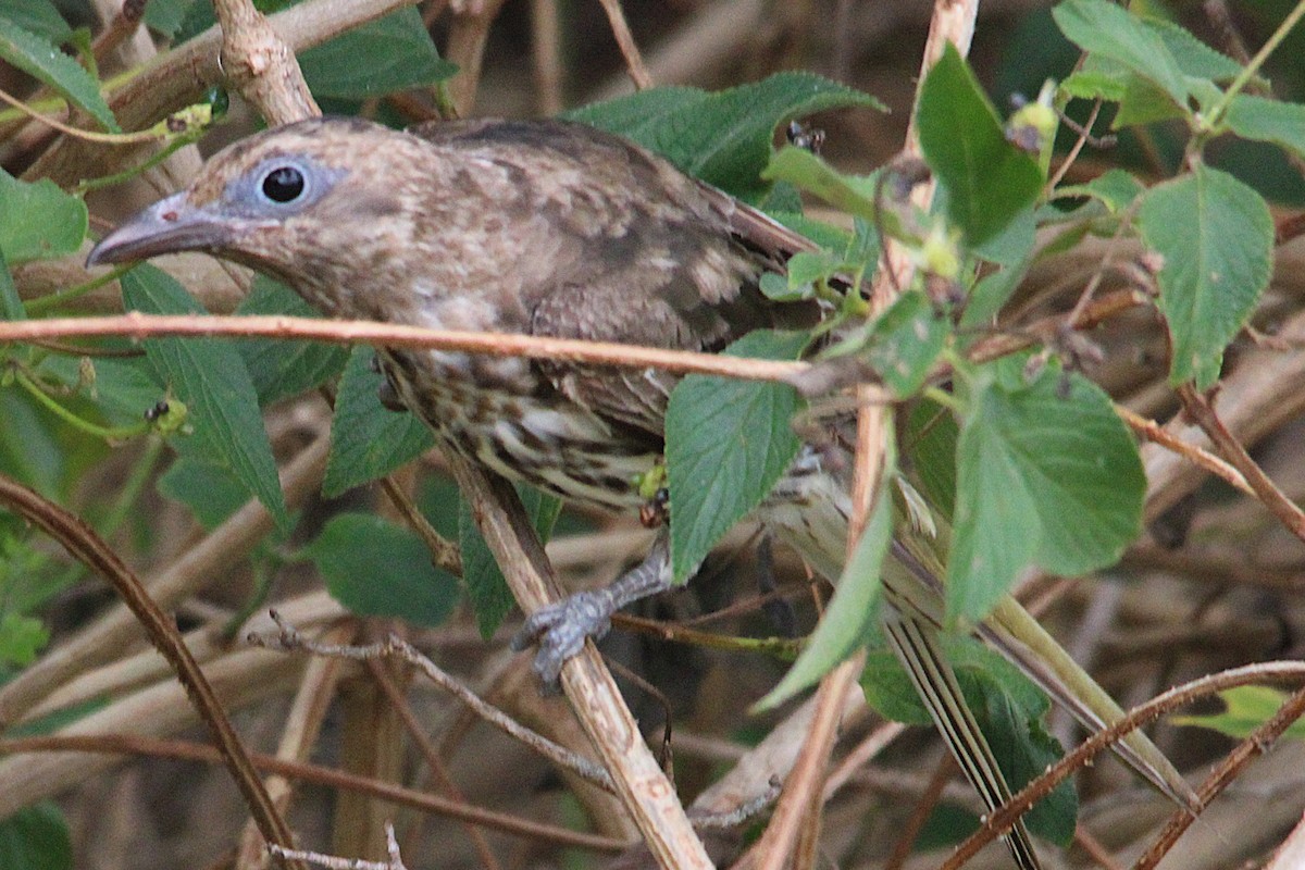 Australasian Figbird - ML644013138