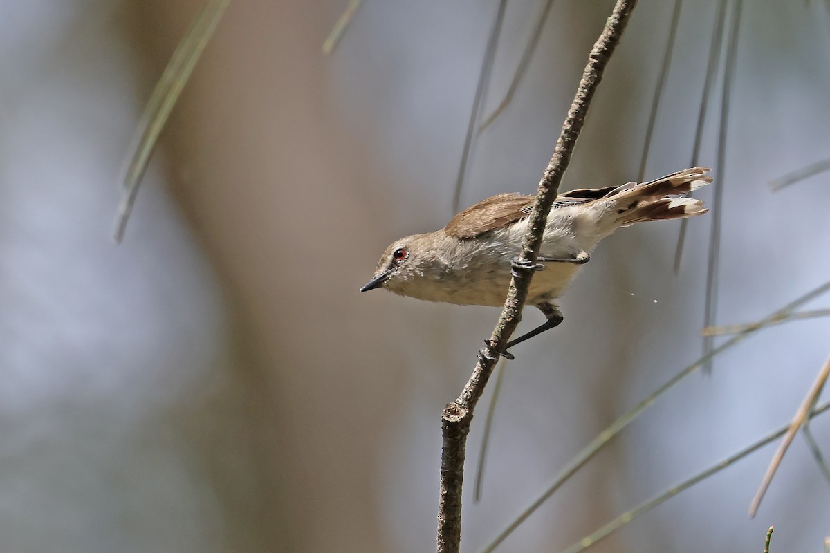 Mangrove Gerygone - ML644013155