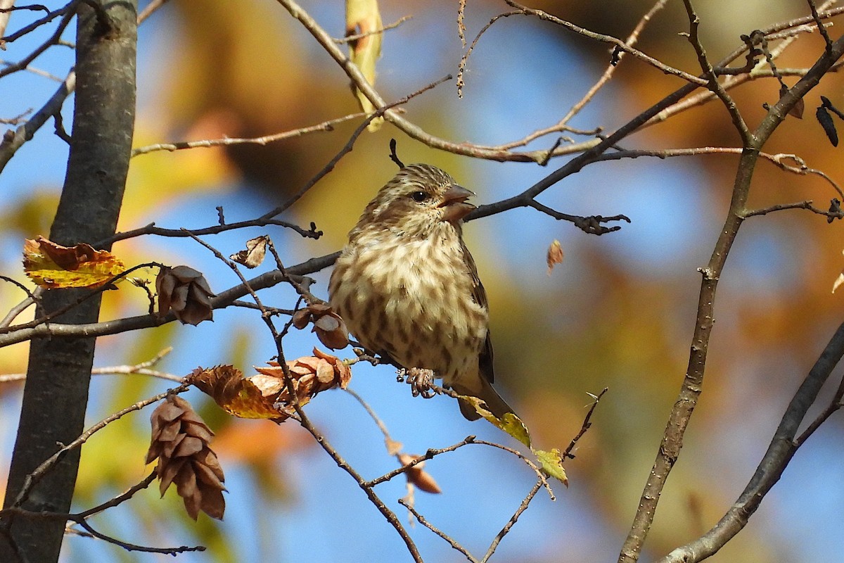 Purple Finch - ML644013160