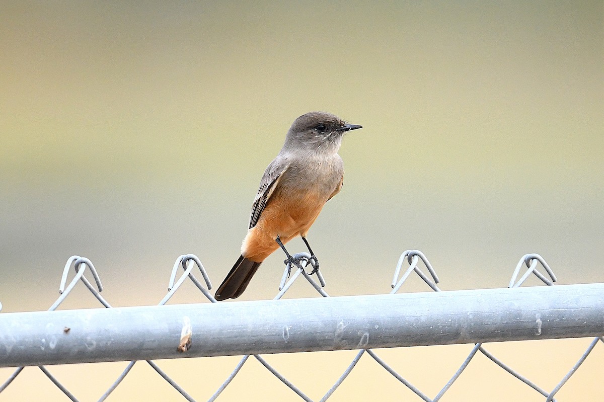 Say's Phoebe - ML644013164
