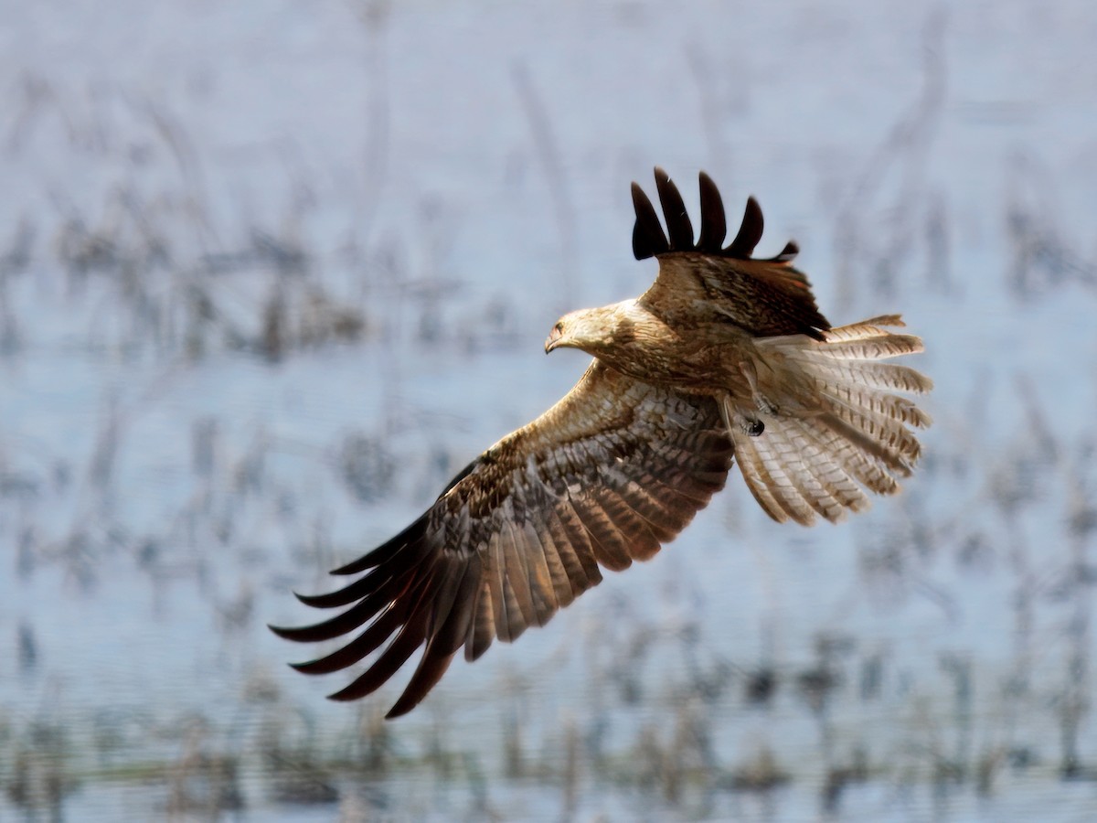 Whistling Kite - ML644013165