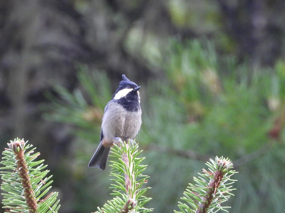 Rufous-vented Tit - ML644013169
