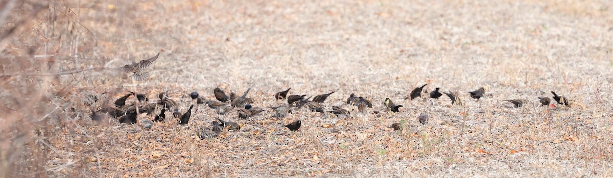 European Starling - ML644013170