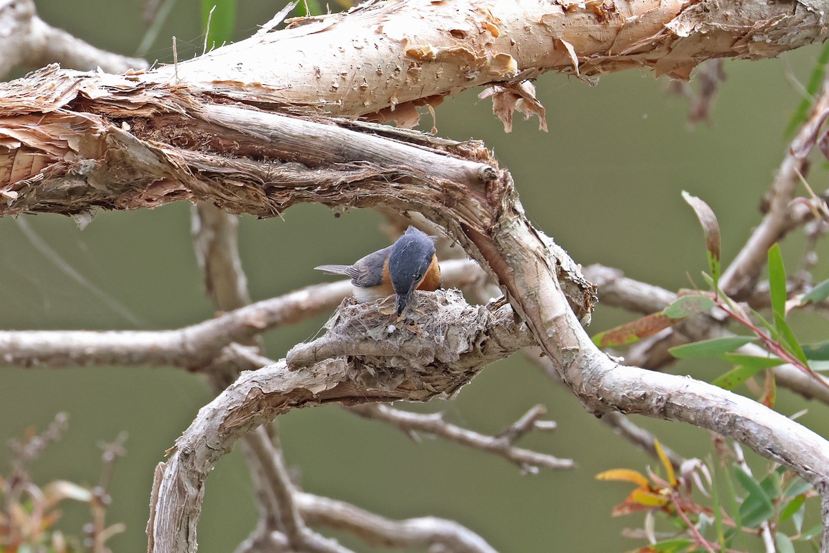 Leaden Flycatcher - ML644013176