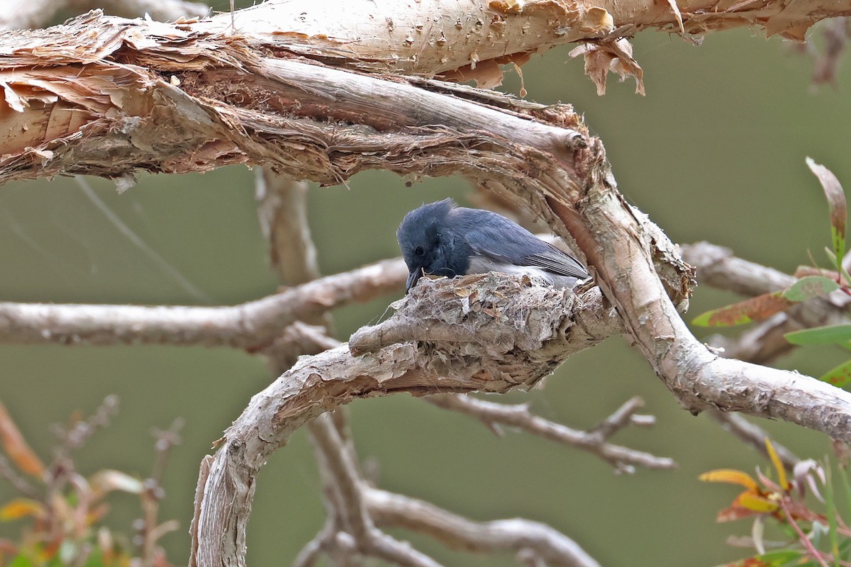 Leaden Flycatcher - ML644013177