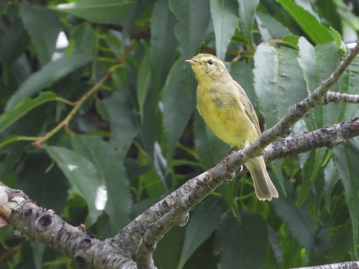Tickell Çıvgını (affinis/perflavus) - ML644013178