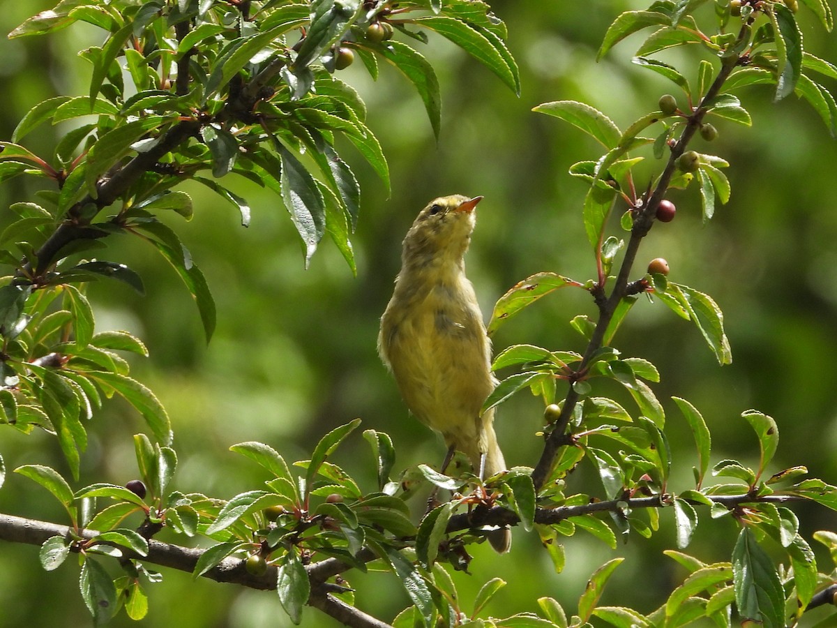 Tickell Çıvgını (affinis/perflavus) - ML644013179