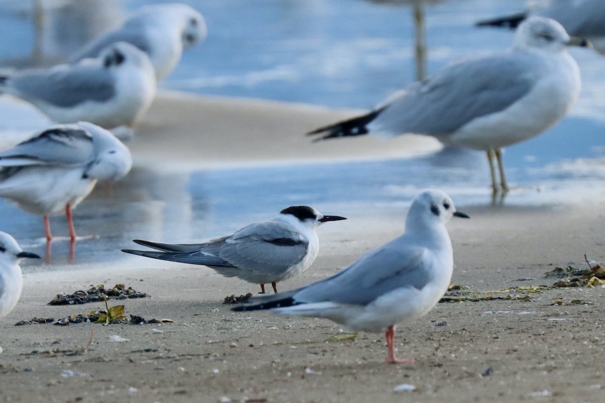 Common Tern - ML644013192