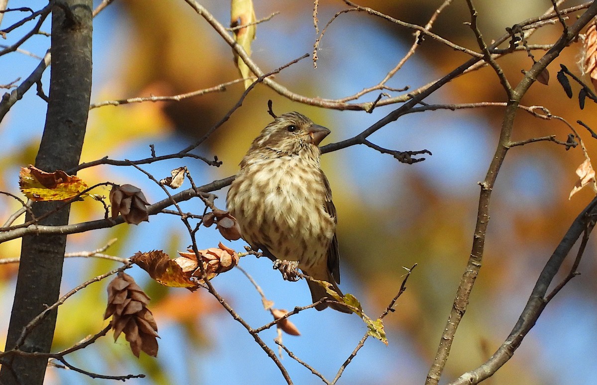Purple Finch - ML644013211
