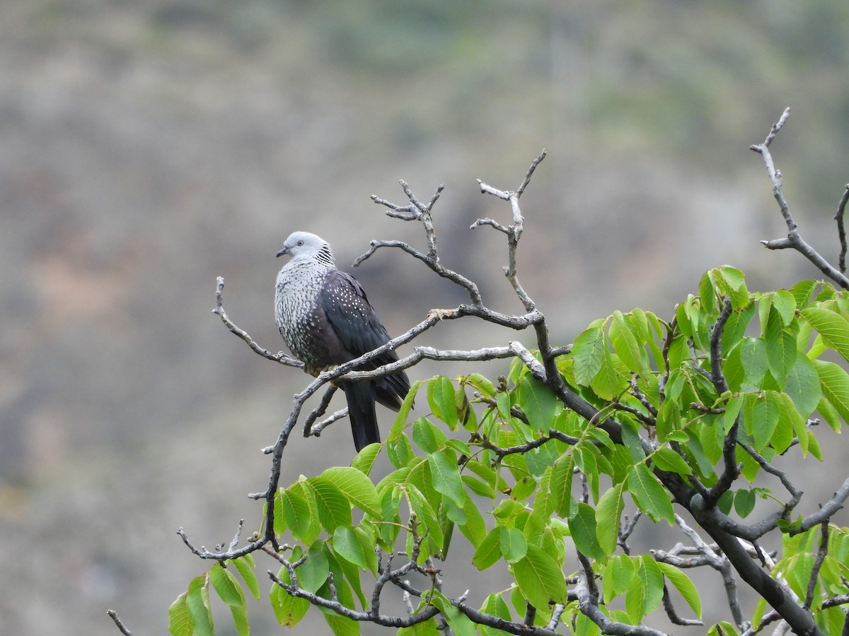 Speckled Wood-Pigeon - ML644013213
