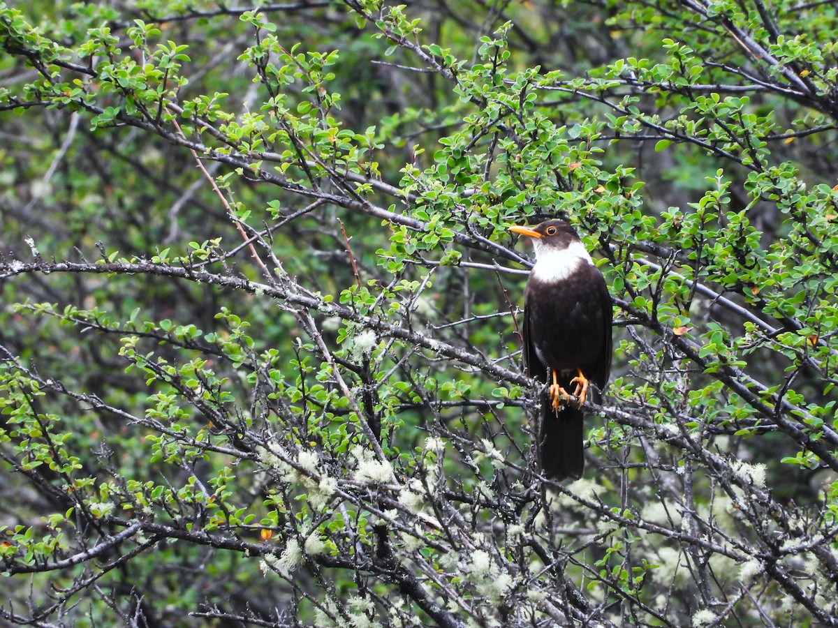 White-collared Blackbird - ML644013219