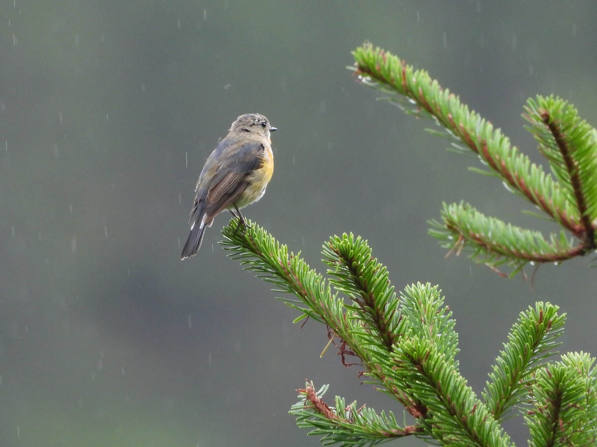 Slaty-backed Flycatcher - ML644013221