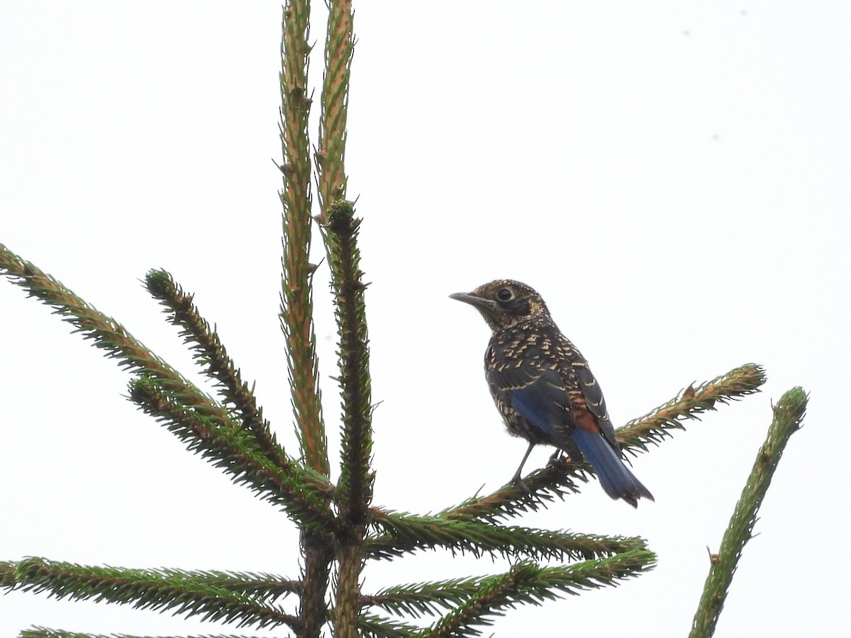 Chestnut-bellied Rock-Thrush - ML644013225
