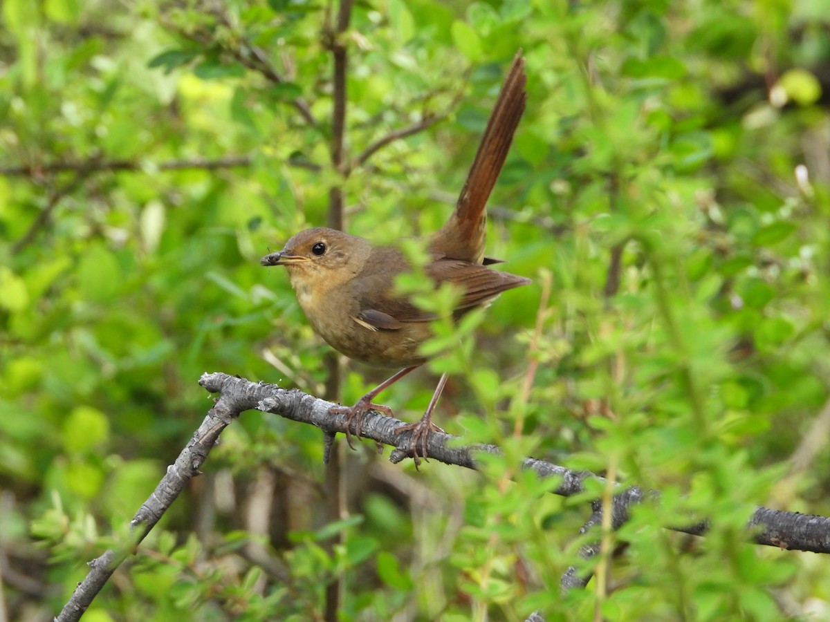 White-bellied Redstart - ML644013238