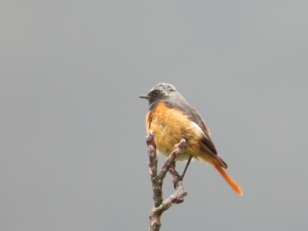 Hodgson's Redstart - ML644013243