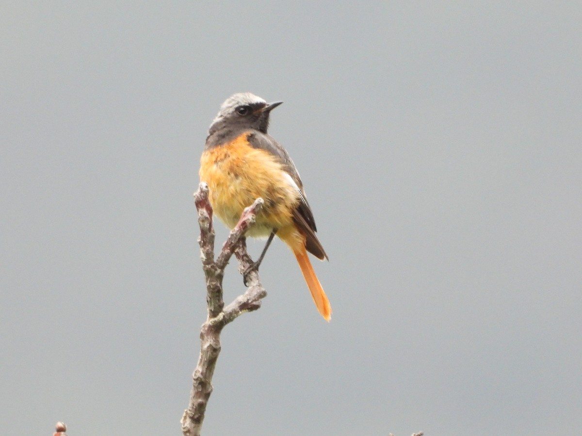 Hodgson's Redstart - ML644013244