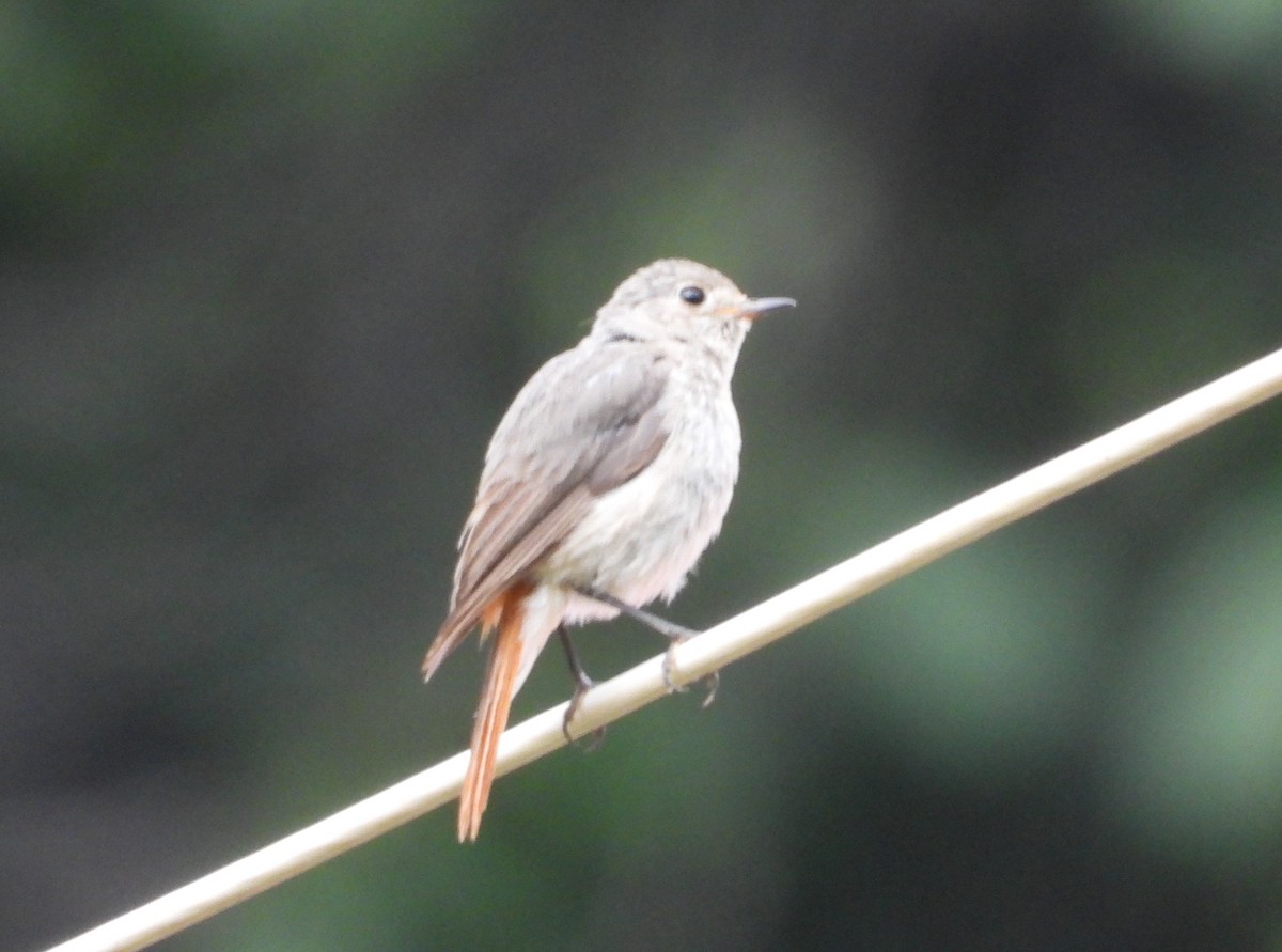 Hodgson's Redstart - ML644013246