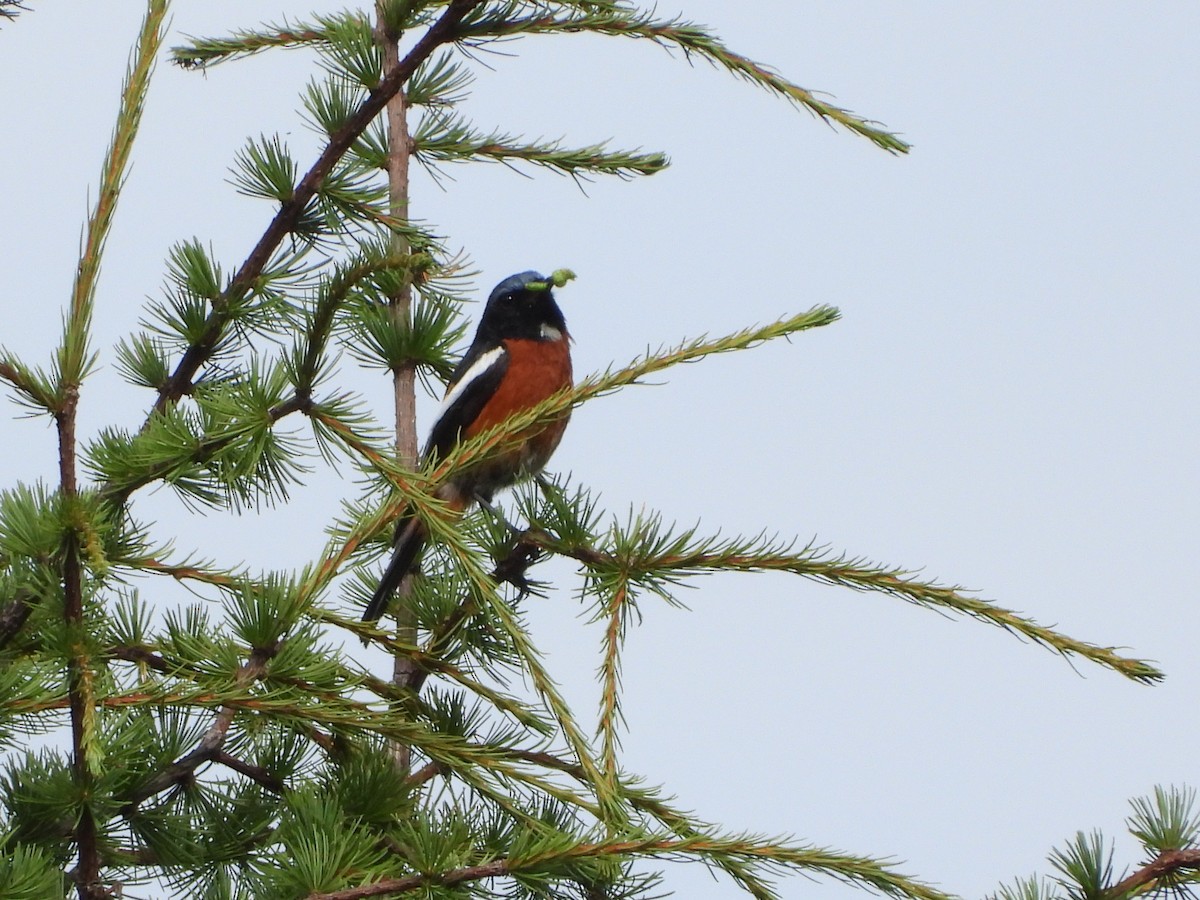 White-throated Redstart - ML644013253