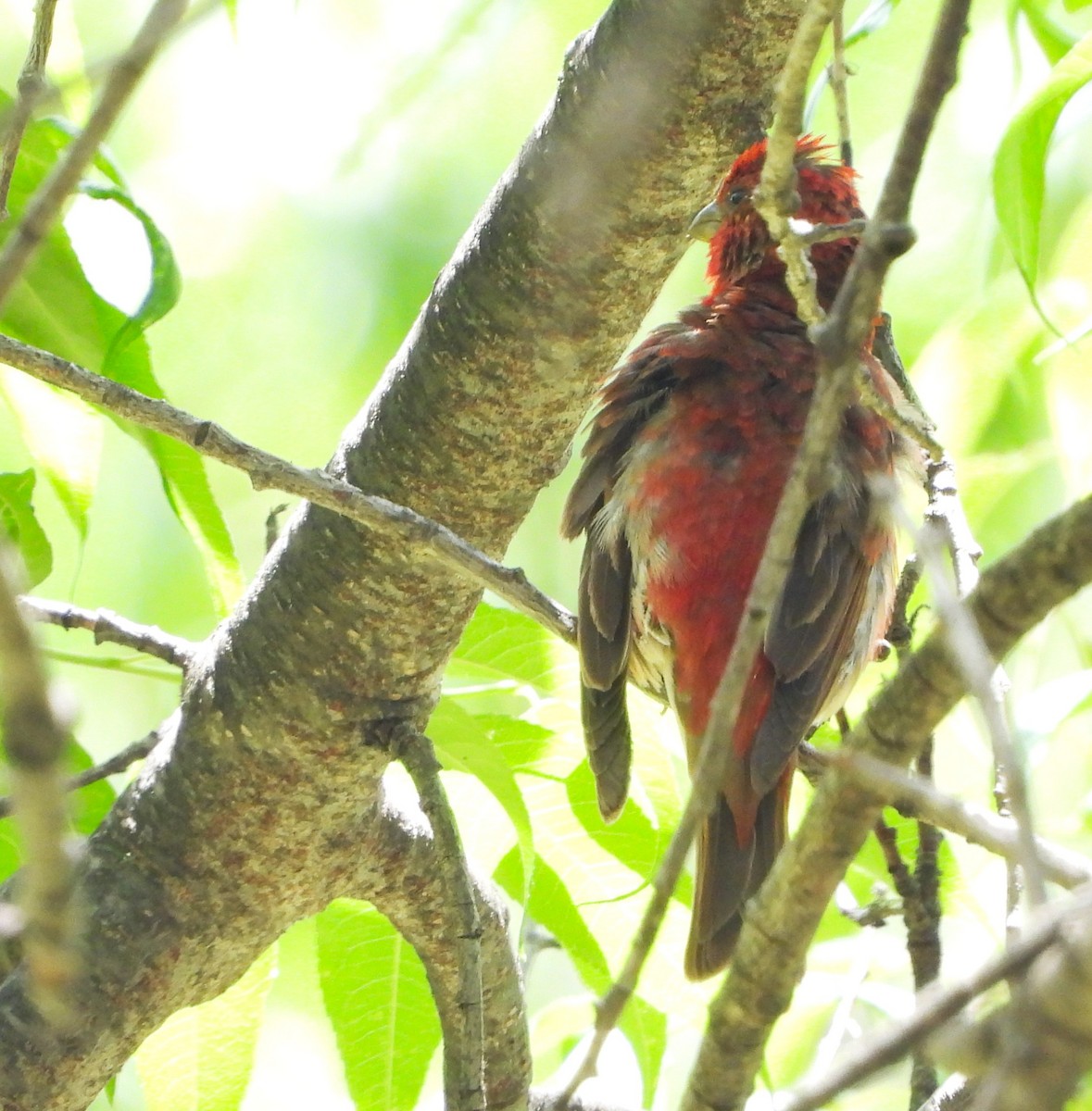 Common Rosefinch - ML644013264