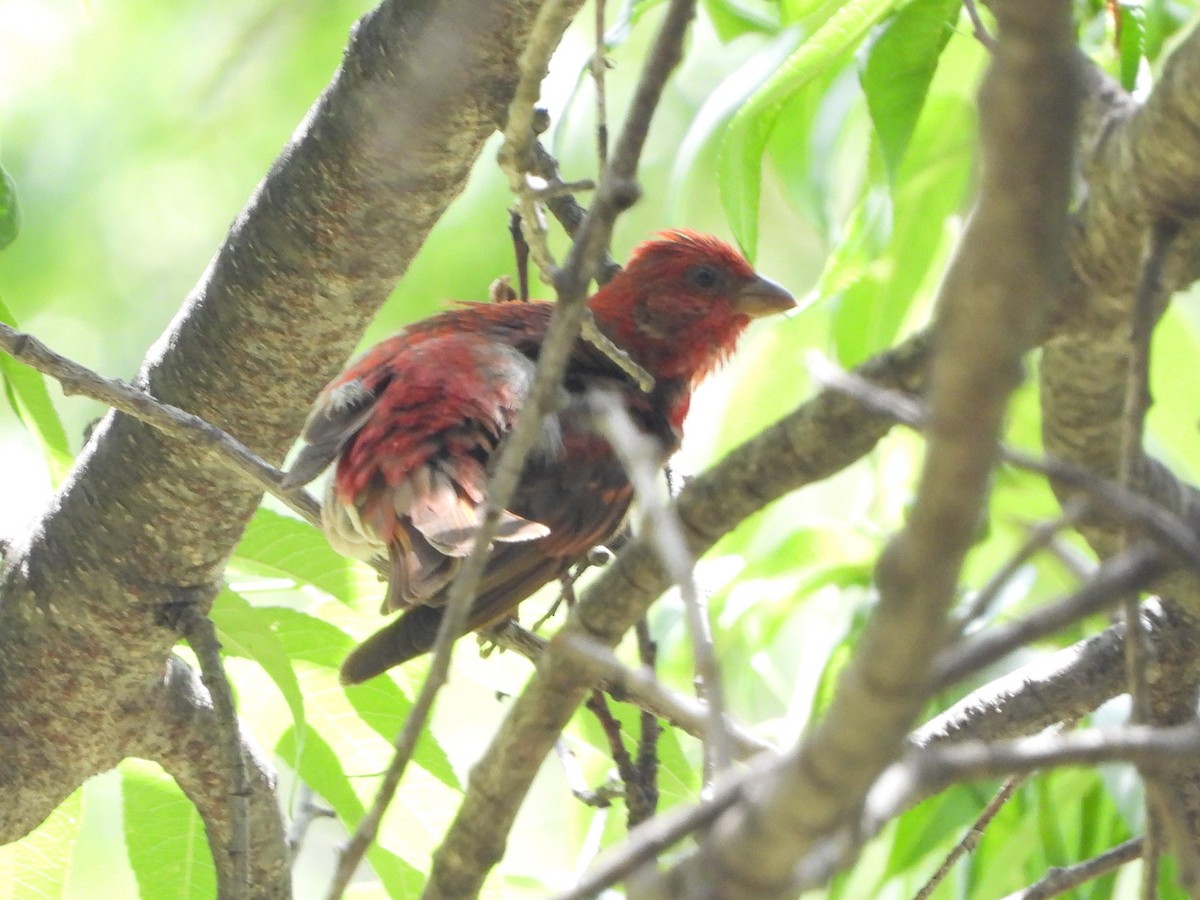 Common Rosefinch - ML644013265