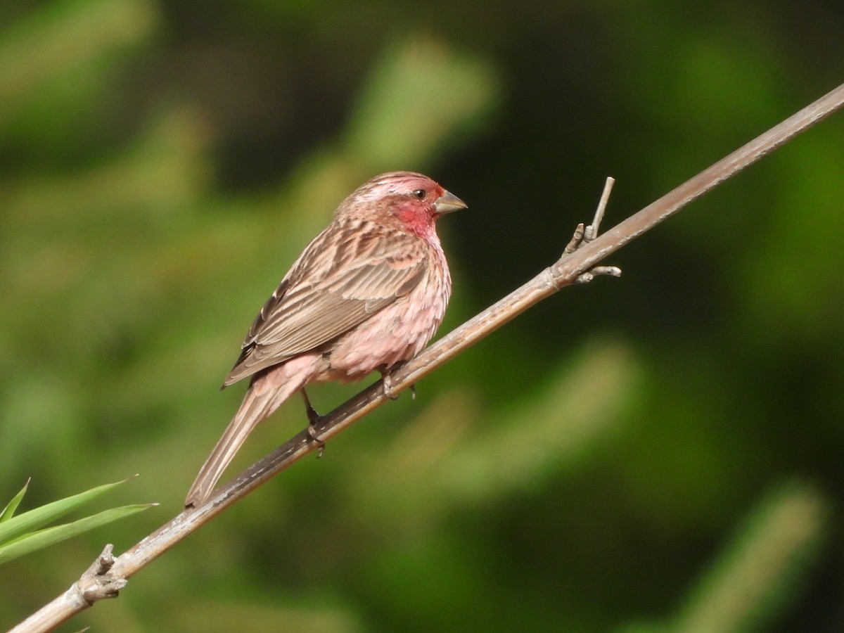 Pink-rumped Rosefinch - ML644013268