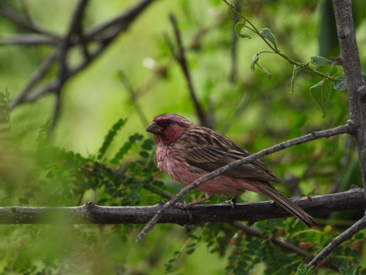 Pink-rumped Rosefinch - ML644013269