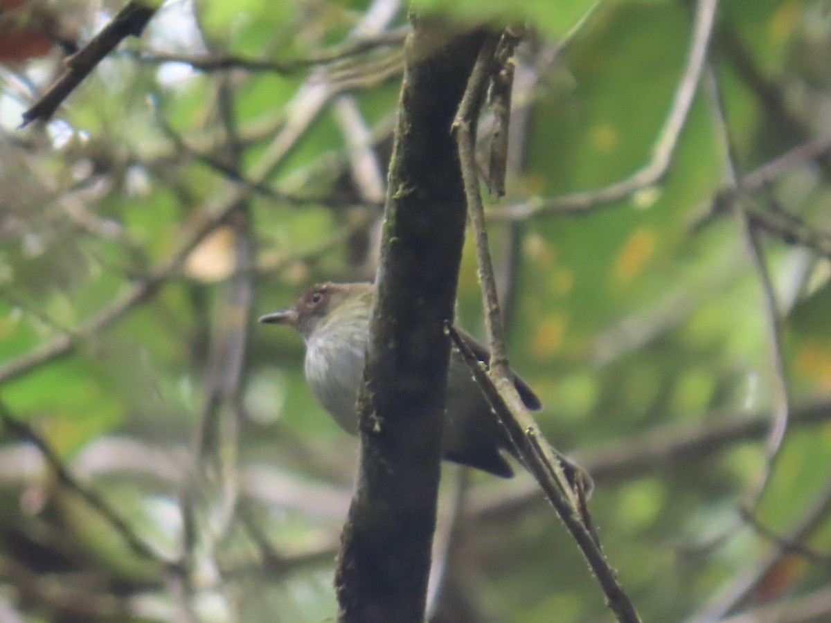 Scale-crested Pygmy-Tyrant - ML644013271