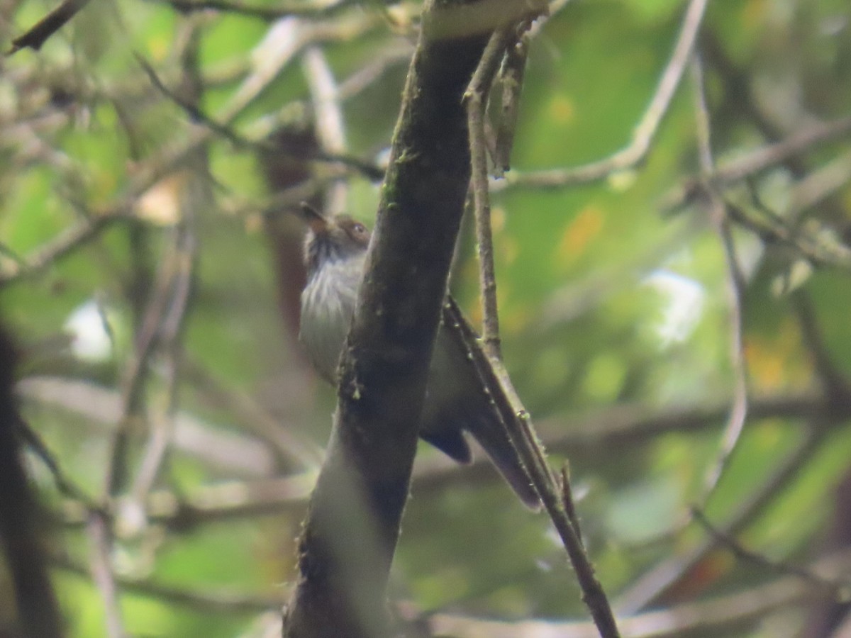 Scale-crested Pygmy-Tyrant - ML644013273