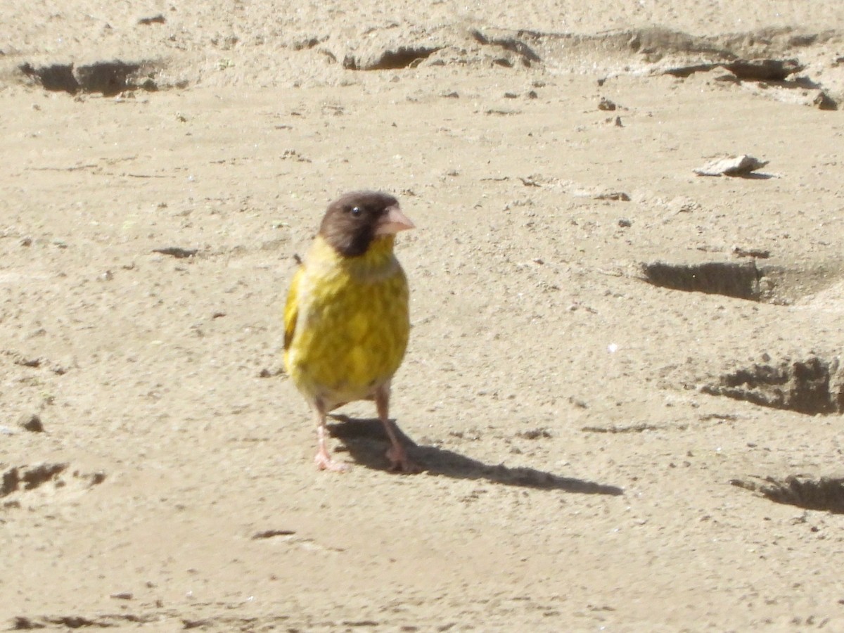Black-headed Greenfinch - ML644013274