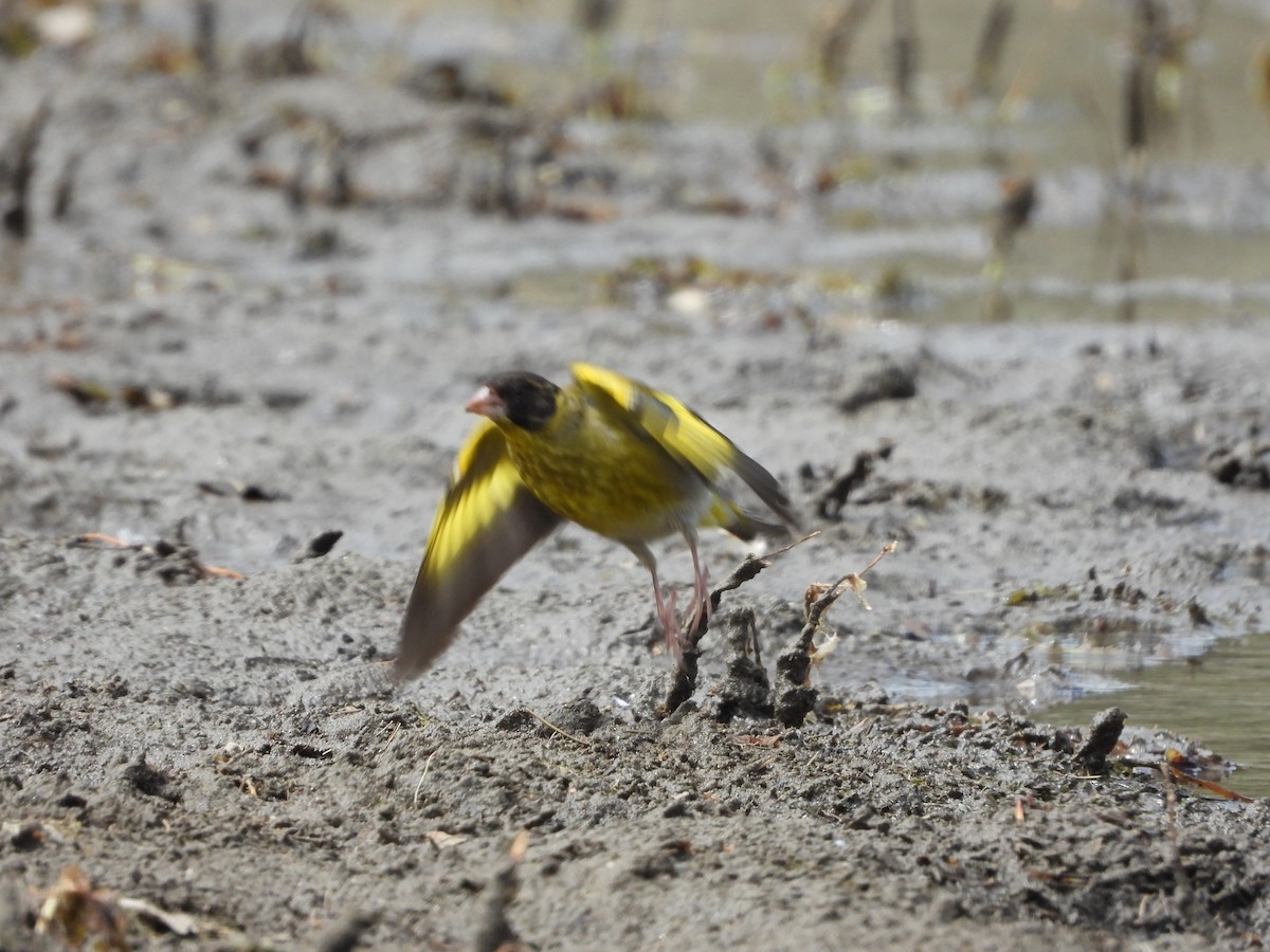 Black-headed Greenfinch - ML644013276
