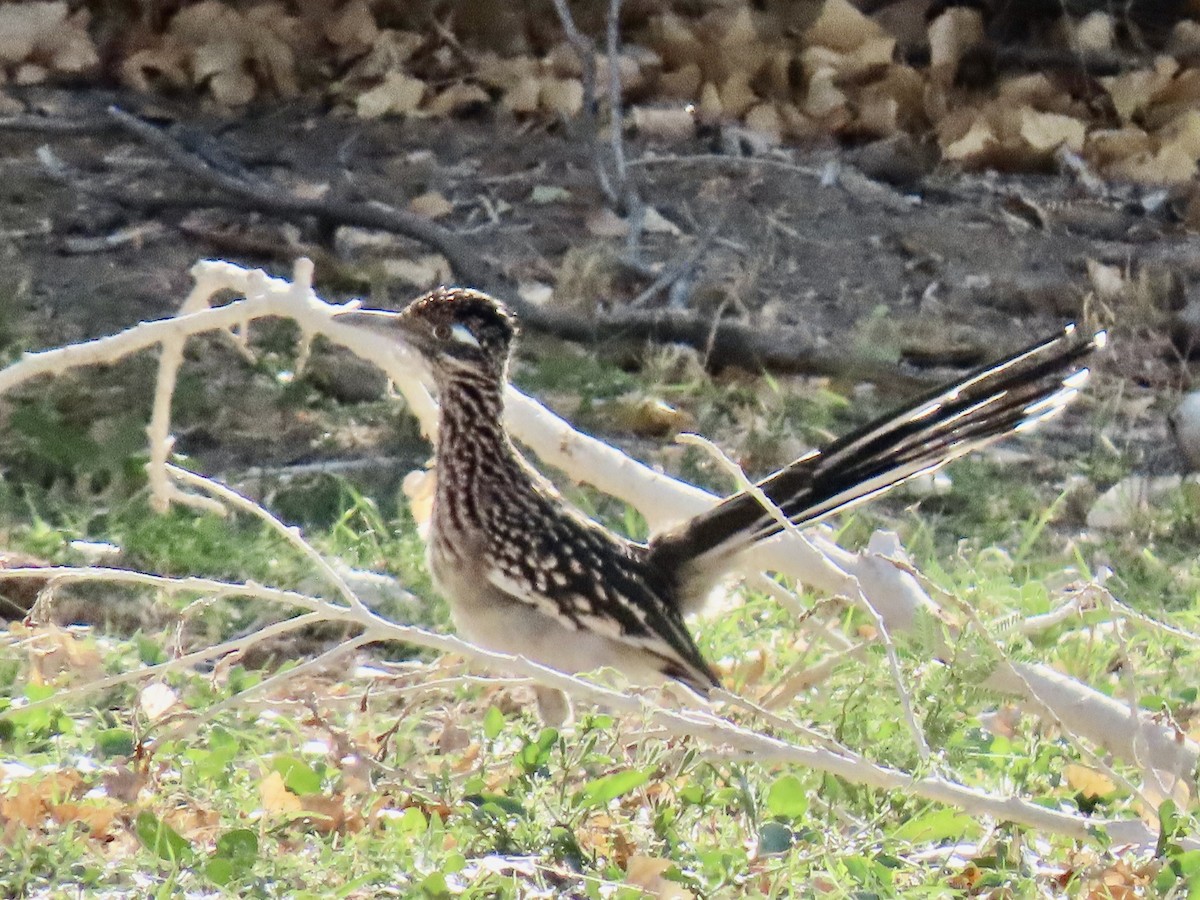 Greater Roadrunner - ML644013278